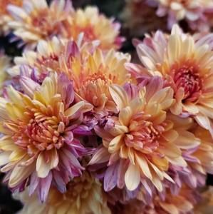 Meet your Posher, Mira